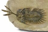 Spiny Trident Walliserops Trilobite - Foum Zguid, Morocco #381609-2